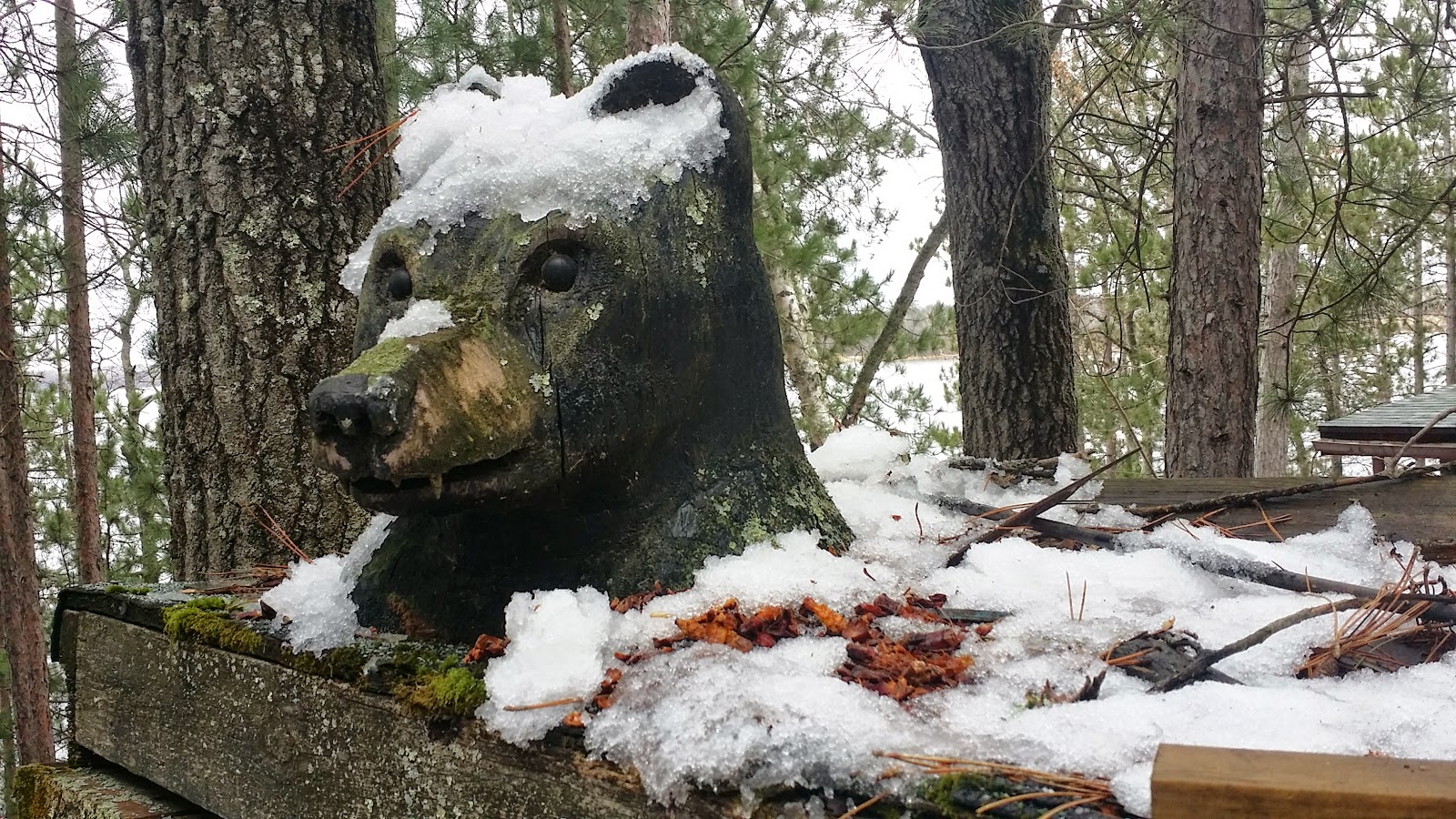 Midwest This is how Illusion Works (Bear in the woods of Wisconsin)
